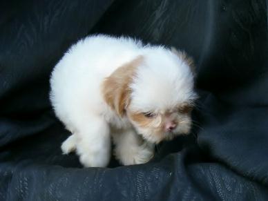 elite shih tzu shih tzu 1 elite shih tzu shih tzu 1