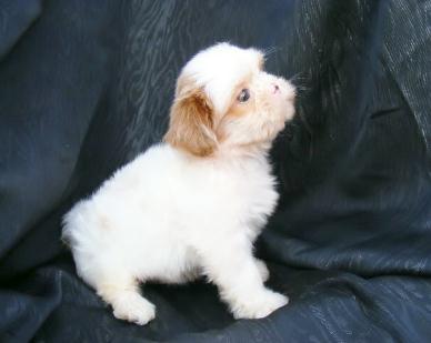 elite shih tzu shih tzu 1 elite shih tzu shih tzu 1