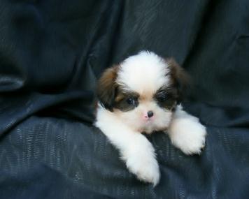 elite shih tzu shih tzu 3 elite shih tzu shih tzu 3