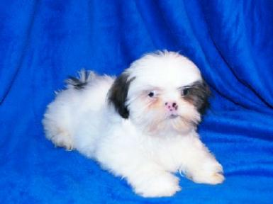 elite shih tzu shih tzu 6 elite shih tzu shih tzu 6