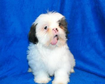 elite shih tzu shih tzu 6 elite shih tzu shih tzu 6